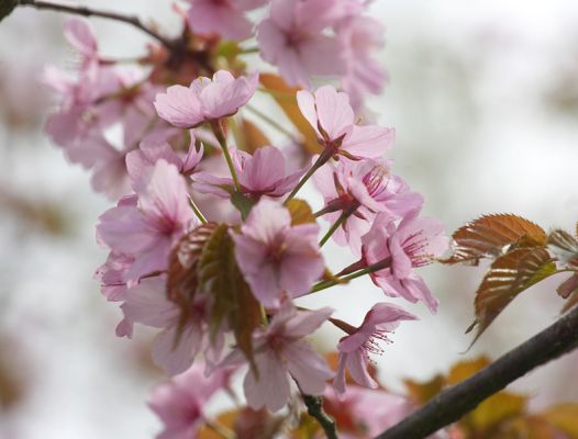 At long last some spring flowers!
In the Whitecroft garden, spring 2006.
Ключові слова: Flowers pink spring cherry blossom sakura Whitecroft garden