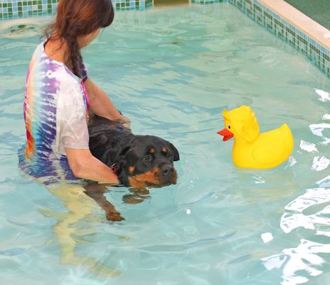 Missy, Marjorie, and a Big Rubber Duck
Keywords: Missy yellow rubber duck Rottweiler Marjorie swimming dog canine hydrotherapy Ritz Canine