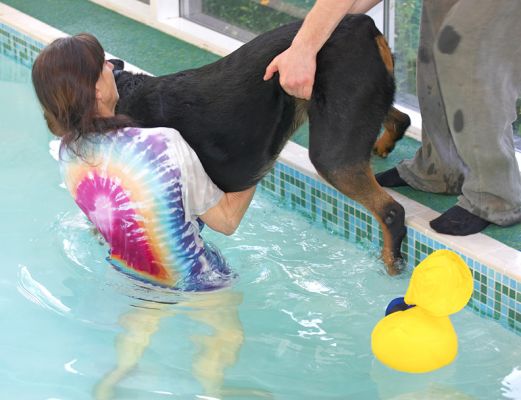 Marjorie and Christopher Lifting Ronan into the Swimming Pool
Keywords: Marjorie Ronan swimming dog canine hydrotherapy Ritz Canine Rottweiler Christopher