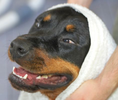 Missy
Missy looks a bit like "grandma" in Little Red Riding Hood.  "My, grandma, what big teeth you have."
Palabras clave: Missy Rottweiler towel Little Red Riding Hood teeth