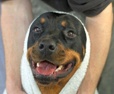 Missy
الكلمات الإستدلالية(لتسهيل البحث): Missy towel Rottweiler dog