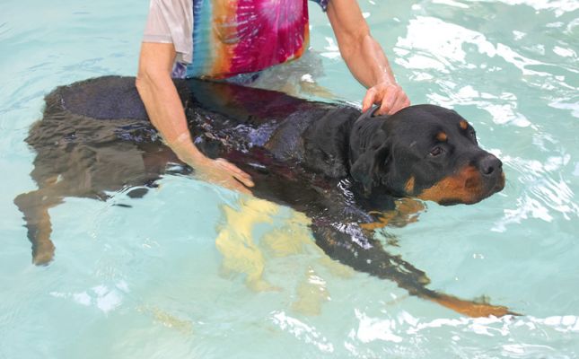 Ronan Swimming in the Pool
Schlüsselwörter: Ronan Rottweiler swimming dog canine hydrotherapy Ritz Canine