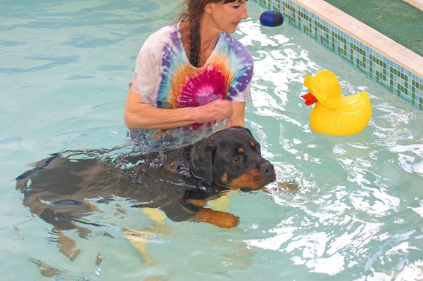 Ronan Having A Swim
With the Rottweiler-sized yellow rubber duck.
Ключові слова: Ronan swimming dog canine hydrotherapy yellow rubber duck Marjorie