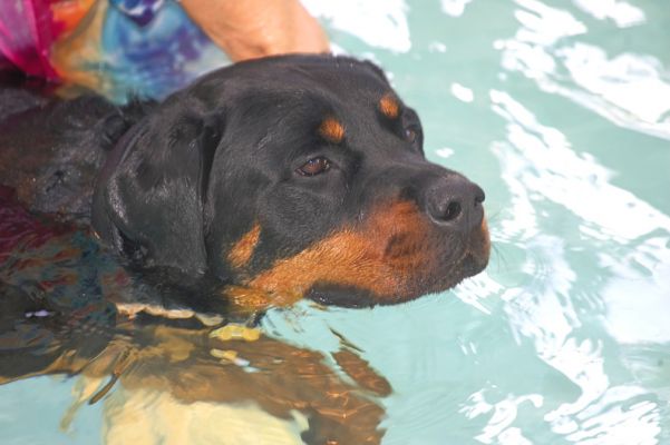 Ronan the Rottweiler
Keywords: Ronan Rottweiler swimming dog canine hydrotherapy Ritz Canine