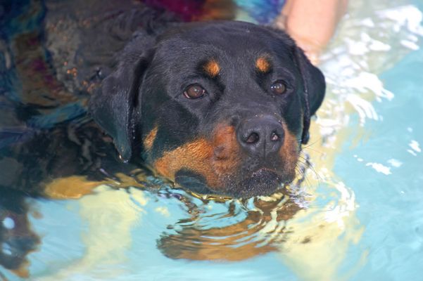 Ronan
Keywords: Ronan Rottweiler swimming dog canine hydrotherapy Ritz Canine