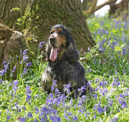 Wally posing amongst the bluebells
Palabras clave: Wally Cocker Spaniel woodland bluebells