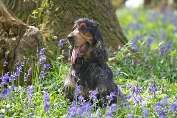 Wally
Keywords: Wally Cocker Spaniel bluebells woodland