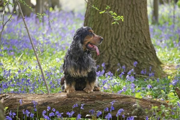 Wally
Palabras clave: Wally Cocker Spaniel woodland bluebells