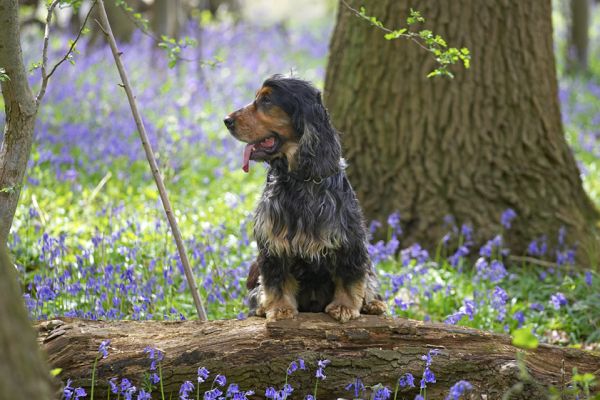 Wally
Palabras clave: Wally Cocker Spaniel woodland bluebells