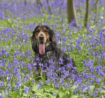 Where's Wally?
Ключові слова: Wally Cocker Spaniel woodland bluebells