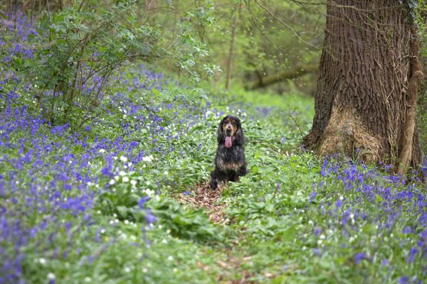 Wally
Słowa kluczowe: Wally Cocker Spaniel woodland bluebells