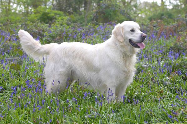 Jayjay
Klíčová slova: Jayjay Golden Retriever woodland bluebells