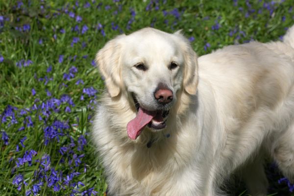 Jayjay
Ključne besede: Jayjay Golden Retriever woodland bluebells