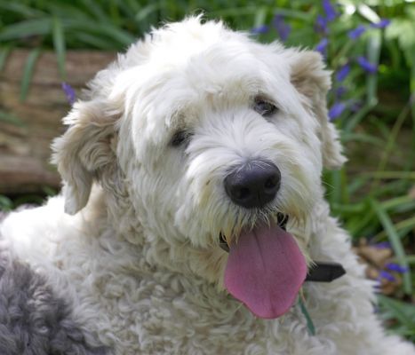 Lucy
Ključne besede: Lucy Old English Sheepdog