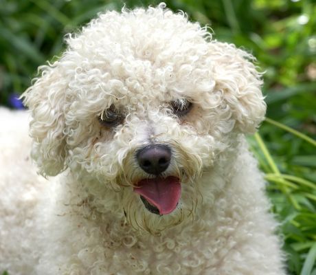 Arnie looking cute
Anahtar kelimeler: Arnie Bichon Frise cute