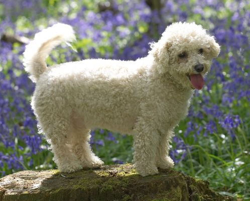 Arnie posing
Anahtar kelimeler: Arnie Bichon Frise woodland bluebells posing