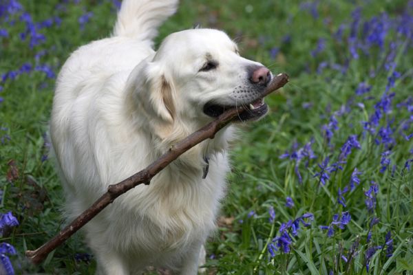 Jayjay helping to collect the wood
Ključne besede: Jayjay Golden Retriever blubells woodland wood