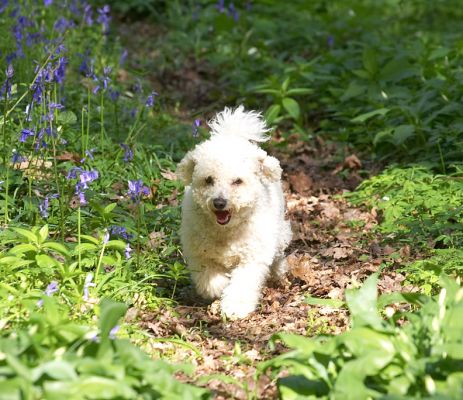 Arnie enjoying the spring sunshine
Anahtar kelimeler: Arnie Bichon Frise sunshine woodland