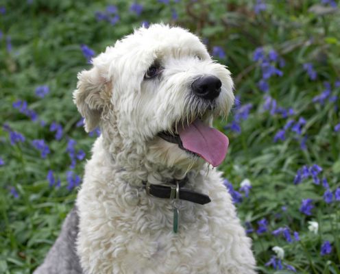 Lucy looking very pleased with herself
Palabras Clave: Lucy Old English Speepdog