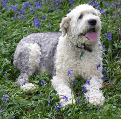 Lucy resting
Keywords: Lucy Old English Sheepdog resting woodland bluebells