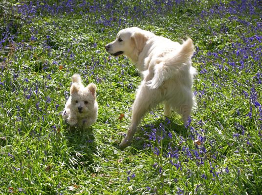 New friends
Schlüsselwörter: Arnie Bichon Frise Jayjay Golden Retriever friends woodland bluebells