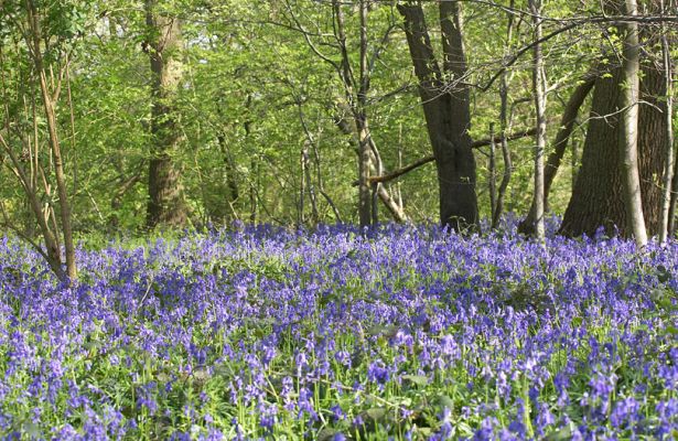 Bluebells in Lord's Wood
April 29 2006 --- and a carpet of bluebells in Lord's Wood.  Punctuated by the scent of wild garlic.
Klíčová slova: Bluebells Blue Bells Lord's Wood wild garlic