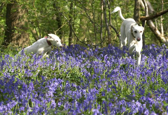 Faroh & Tia
Ključne besede: Faroh Lurcher Tia Saluki woodland bluebells
