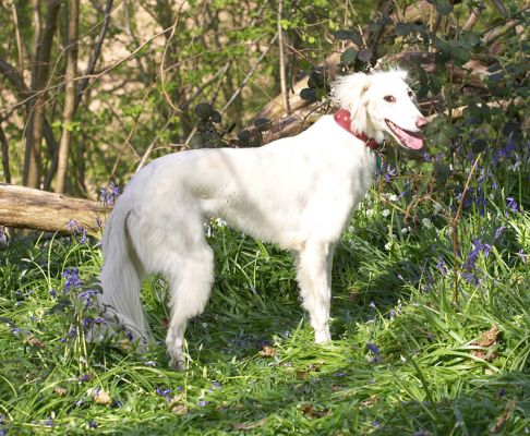 Tia surveying her domain!
Anahtar kelimeler: Tia Saluki woodland bluebells domain