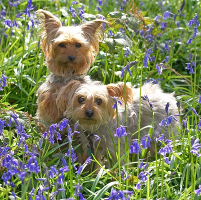 Cute!
الكلمات الإستدلالية(لتسهيل البحث): Bonnei Maxie Yorkshire Terriers cute woodland bluebells
