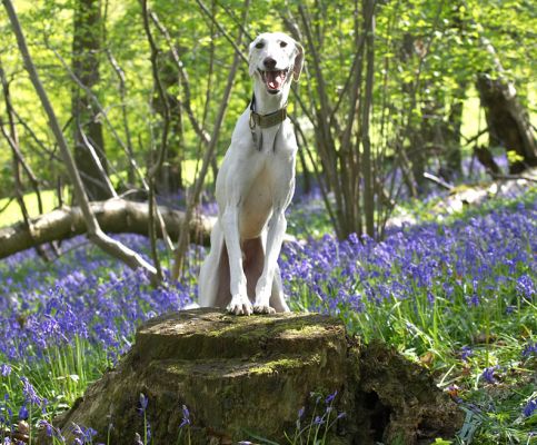 Faroh looking regal
Ključne besede: Faroh Lurcher regal woodland bluebells tree stump