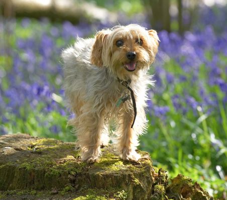 Posing!
Ključne besede: Bonnie Maxie Yorkshire Terriers posing woodland  bluebells tree stump