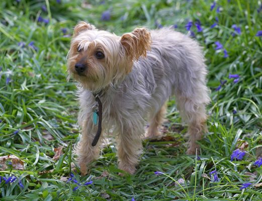 Where's everyone gone?
Anahtar kelimeler: Bonnie Maxie Yorkshire Terriers bluebells wppdland