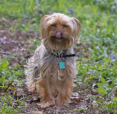 I'll just pose for this photograph
Keywords: Bonnie Maxie woodland bluebells Yorkshire Terrier