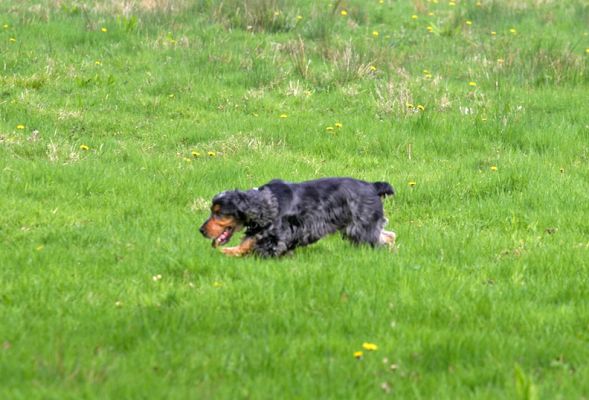 Wally on a mission
Avainsanat: Wally Cocker Spaniel Lucies Farm luxury dog hotel