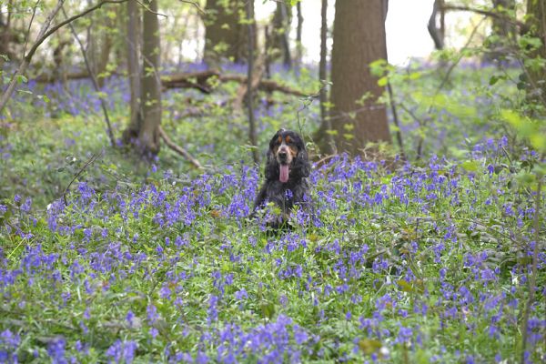 Wally
Ključne besede: Wally Cocker Spaniel woodland bluebells
