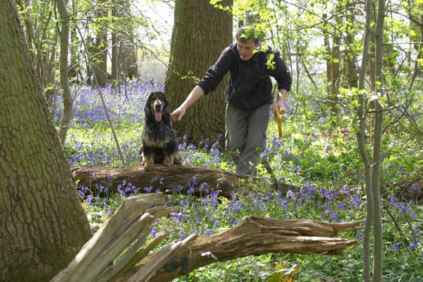 Wally & Christopher
Wally getting Wally to pose.  Wally needed no encouragement; he's a born model!
Palabras clave: Wally Christopher Cocker Spaniel model woodland bluebells