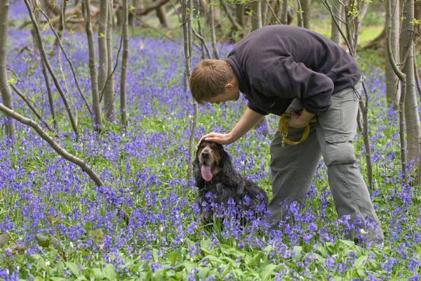 Who's a good boy then!
Palabras clave: Wally Cocker Spaniel Christopher woodland bluebells