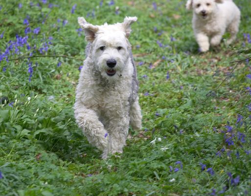 Lucy & Arnie enjoying the woodland
Keywords: Lucy Old English Sheepdog Arnie Bichon Frise woodland bluebells
