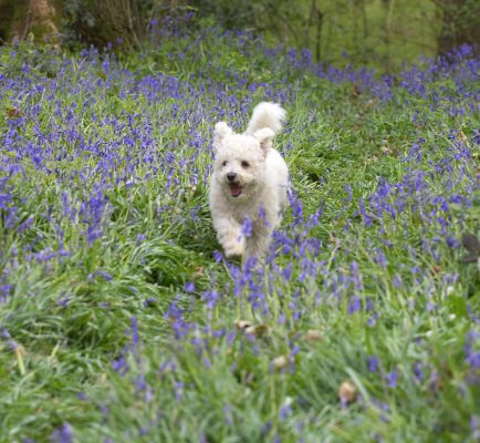 Arnie
Anahtar kelimeler: Arnie Bichon Frise woodland bluebells