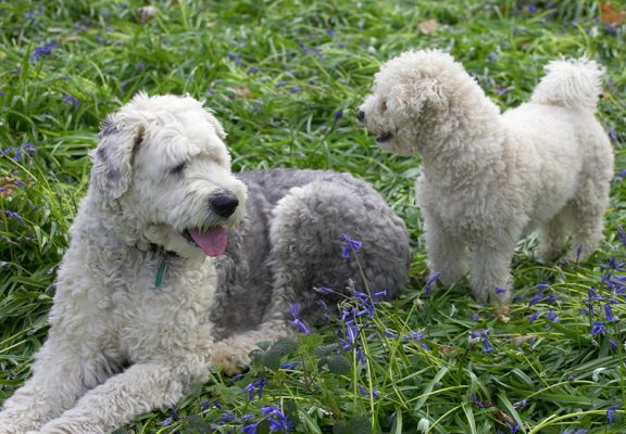 Lucy & Arnie surveying their kingdom
Palabras clave: Lucy Old English Sheepdog Arnie Bichon Frise kingdom woodland bluebells