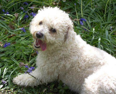 Arnie
Klíčová slova: Arnie Bichon Frise woodland bluebells