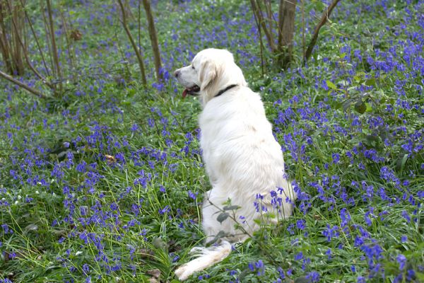 Jayjay
Trefwoorden: Jayjay Golden Retriever woodland bluebells