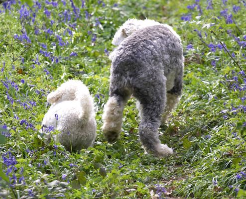 Lucy & Arnie disappearing
Palabras clave: Lucy Old English Sheepdog Arnie Bichon Frise woodland bluebells