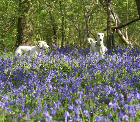 Tia & Faroh dwarfed by the bluebells
Ключевые слова: Faroh Lurcher Tia Saluki woodland bluebells