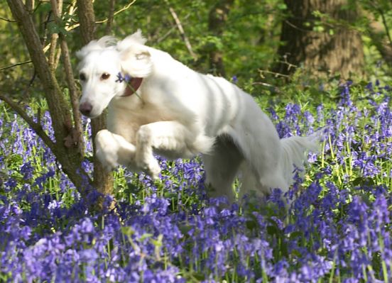Is this a dog or a steeplechaser?
Palabras clave: Tia Saluki woodland bluebells