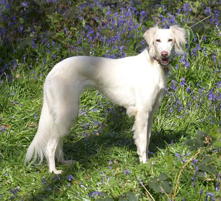 Tia
Ključne besede: Tia Saluki woodland bluebells
