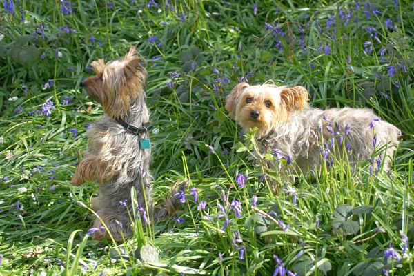 Bonnie & Maxie
الكلمات الإستدلالية(لتسهيل البحث): Bonnie Maxie Yorkshire Terriers woodland bluebells
