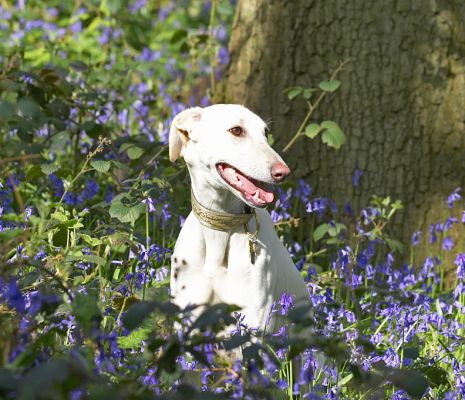 Faroh
Λέξεις-κλειδιά: Faroh Lurcher woodland bluebells