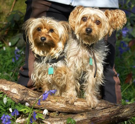 Too cute!
Klíčová slova: Bonnie Maxie Yorkshire Terriers cute