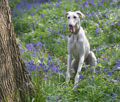 Faroh
Schlüsselwörter: Faroh Lurcher woodland bluebells